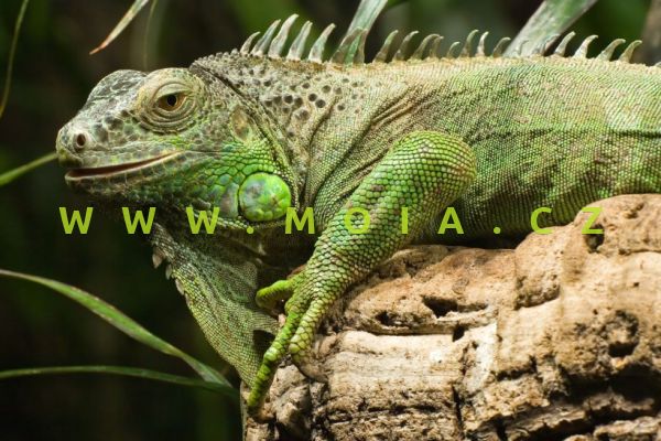 Iguana iguana – Green Iguana