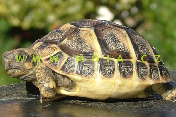 Testudo hermanni – Hermanns Tortoise