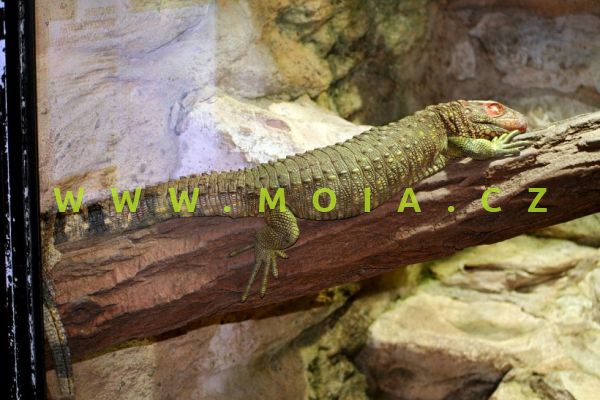 Dracaena guianensis – Northern Caiman Lizard