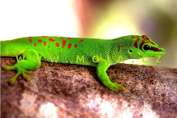 Phelsuma madagascariensis grandis – Giant Day Gecko
