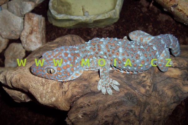 Gecko gecko – Tokay Gecko