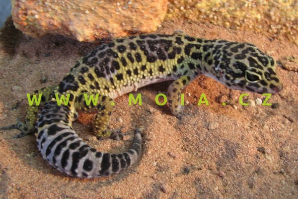 Eubublepharis macularius – Leopard Gecko