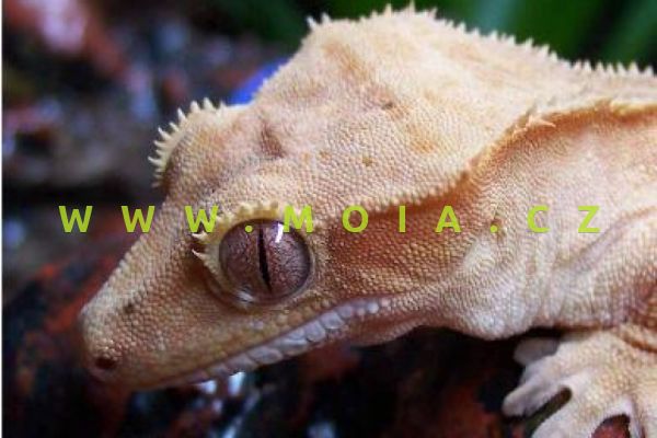 Rhacodactylus ciliatus – Crested Gecko
