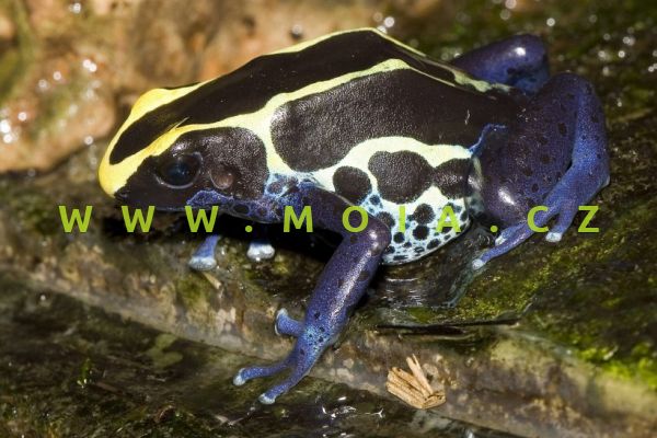 Dendrobates tinctorius – Dyeing Poison Dart Frog