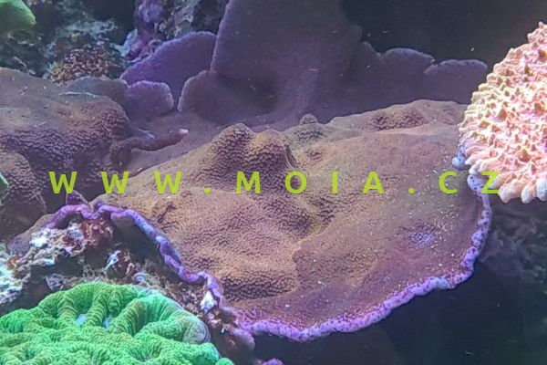 Montipora mollis "DickMan magneta"