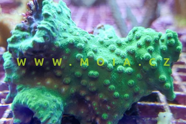 Cyphastrea serailia "green crystal" 