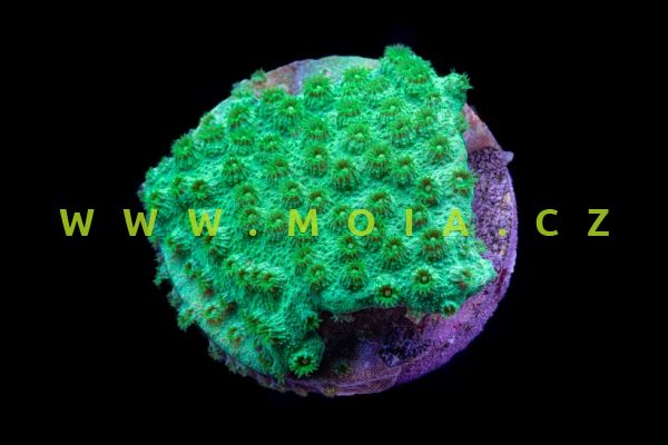 Cyphastrea serailia "green crystal" 