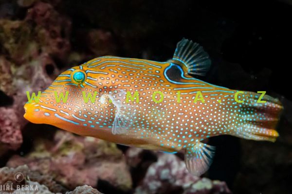 Canthigaster papua 